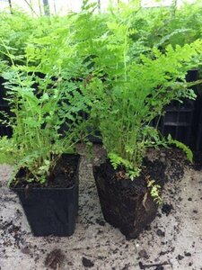 Athyrium filix-femina C2 - afbeelding 9