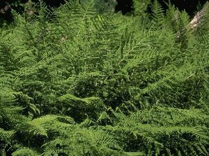 Athyrium filix-femina C2 - afbeelding 2