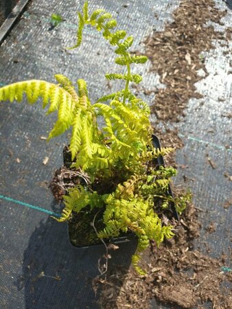 Athyrium filix-femina C2 - afbeelding 4