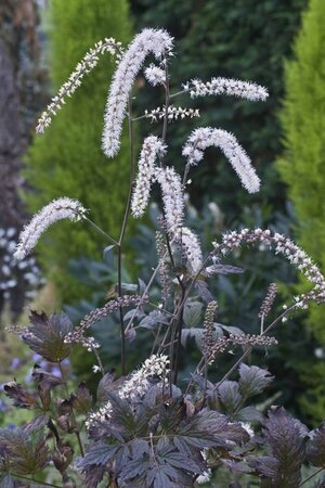 Actaea racemosa 'Queen of Sheba' P9 - afbeelding 1
