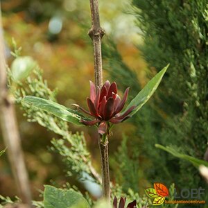 Calycanthus floridus 125/150 C. - afbeelding 1