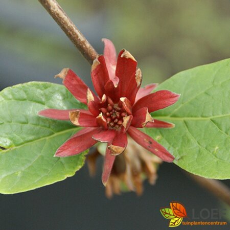 Calycanthus floridus 125/150 C. - afbeelding 2