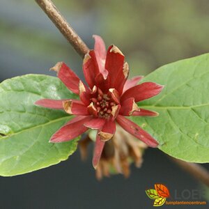 Calycanthus floridus 125/150 C. - afbeelding 2