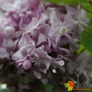 Syringa vulgaris 'Katherine Havemeyer' 80/100 C. - afbeelding 2