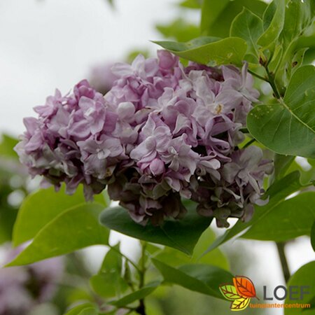 Syringa vulgaris 'Katherine Havemeyer' 80/100 C. - afbeelding 3