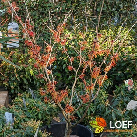 Hamamelis intermedia 'Jelena' 100/125 C. - afbeelding 1