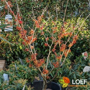 Hamamelis intermedia 'Jelena' 100/125 C. - afbeelding 1