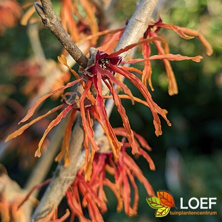 Hamamelis intermedia 'Jelena' 100/125 C. - afbeelding 2