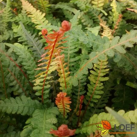 Doodia media C2 - afbeelding 1