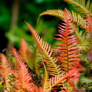 Doodia media C2 - afbeelding 2