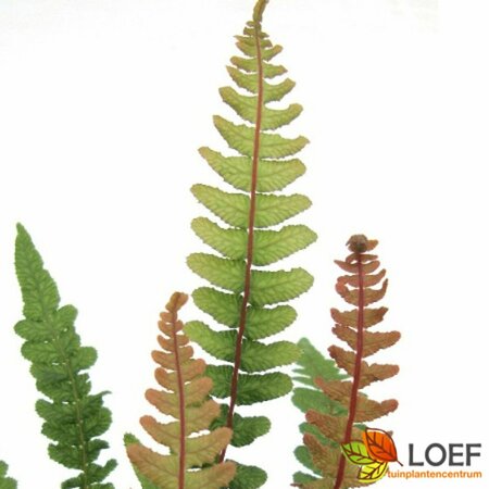 Doodia media C2 - afbeelding 3