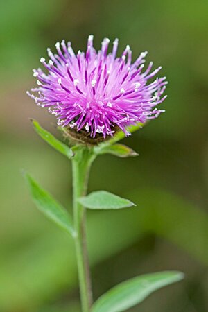 Centaurea nigra P9 - afbeelding 1