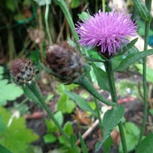 Centaurea nigra P9 - afbeelding 2