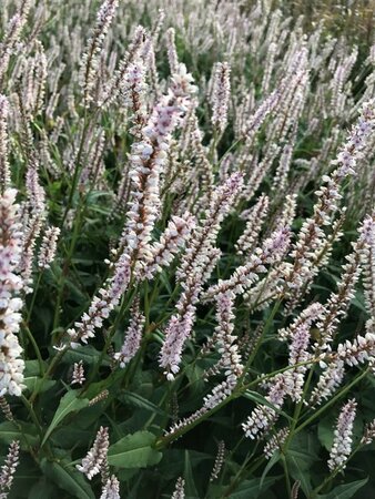 Persicaria amplexicaulis 'JS Misty Morning' P9 - afbeelding 1