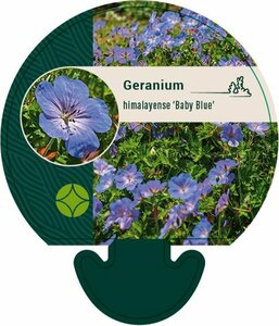 Geranium himalayense 'Baby Blue' P9 - afbeelding 1