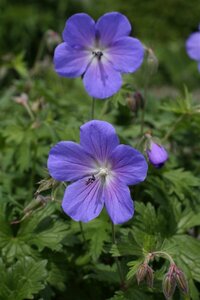 Geranium himalayense 'Baby Blue' P9 - afbeelding 4