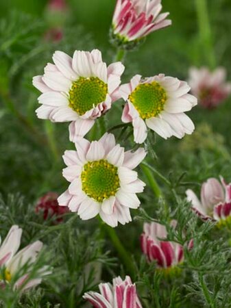 Anacyclus pyrethrum depressus P9