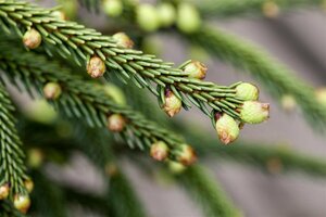 Picea orientalis 'Aureospicata' 40/50 C.