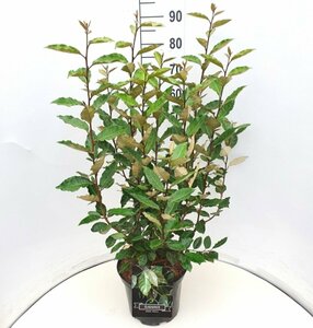 Elaeagnus ebbingei 'Compacta' ST. 80 C. Lei - afbeelding 2