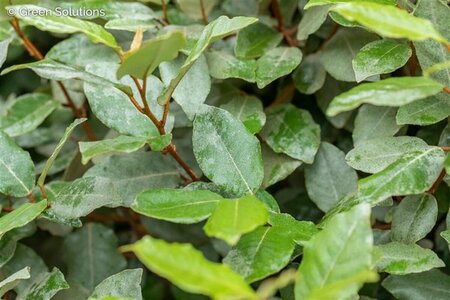 Elaeagnus ebbingei 'Compacta' ST. 80 C. Lei - afbeelding 1