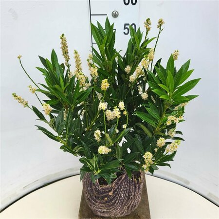 Prunus laurocerasus 'Otto Luyken' ST. 150 C.  - afbeelding 4