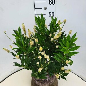Prunus laurocerasus 'Otto Luyken' ST. 150 C.  - afbeelding 3