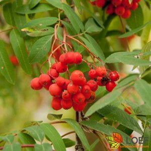 Sorbus aucuparia 225/250 C. - afbeelding 1