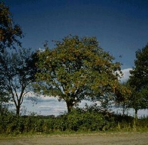 Sorbus aucuparia 225/250 C. - afbeelding 4