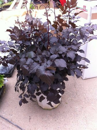 Astilbe 'Chocolate Shogun' P9 - afbeelding 1