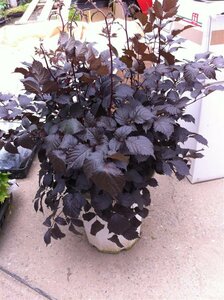 Astilbe 'Chocolate Shogun' P9