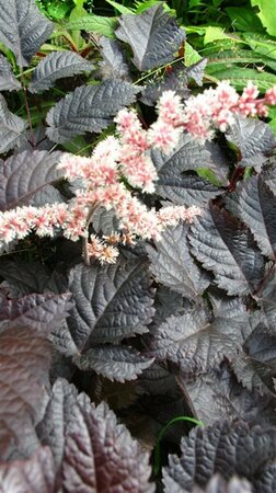 Astilbe 'Chocolate Shogun' P9 - afbeelding 2