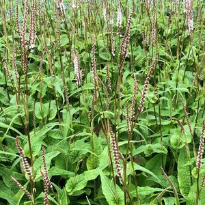 Persicaria amplexicaule 'Alba Junior' P9