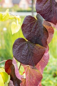 Cercis canadensis 'Ruby Falls' ST. 150 C.  - afbeelding 2