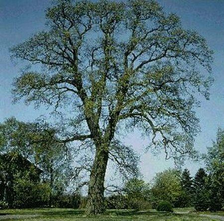 Quercus robur 450/500 C. Solitair - afbeelding 1