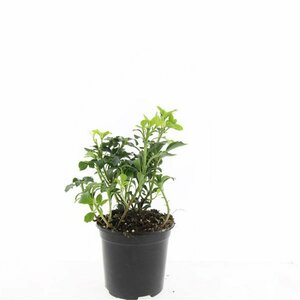 Sophora japonica 225/250 C. Solitair - afbeelding 4