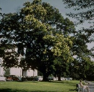 Sophora japonica 225/250 C. Solitair - afbeelding 2