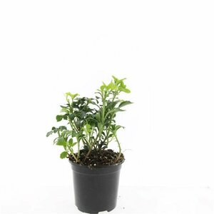 Sophora japonica 225/250 C. Solitair - afbeelding 5