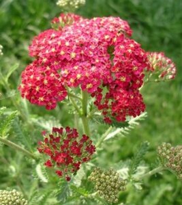 Achillea millefolium 'Red Velvet' C2 - afbeelding 2
