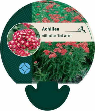 Achillea millefolium 'Red Velvet' C2 - afbeelding 1