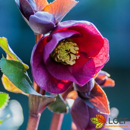 Helleborus Frostkiss  'Anna's Red' C2