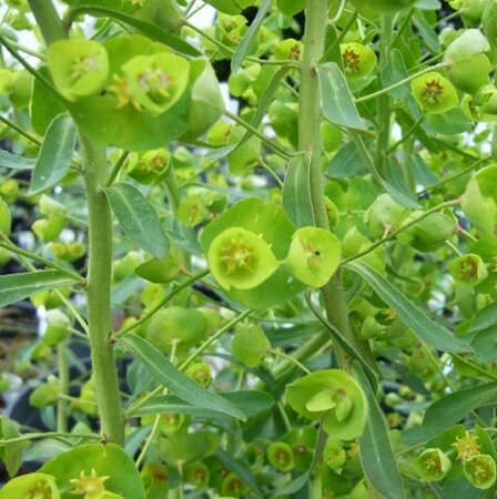 Euphorbia characias 'Forescate' P9 - afbeelding 2