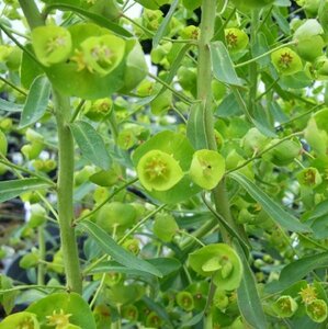 Euphorbia characias 'Forescate' P9 - afbeelding 2