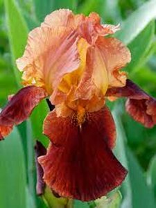 Iris (G) 'Natchez Trace' P9