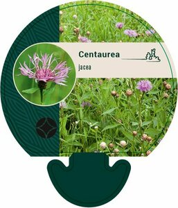 Centaurea jacea P9 BIO - afbeelding 2