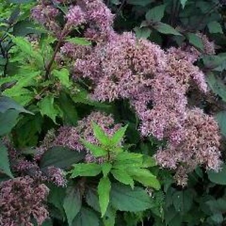Eupatorium mac. 'Purple Bush' P9 BIO - afbeelding 1