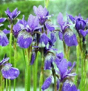 Iris sibirica 'Blue King' P9 BIO - afbeelding 3