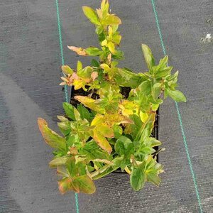 Kalimeris incisa 'Blue Star' P9 BIO - afbeelding 8