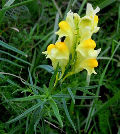 Linaria vulgaris P9 BIO