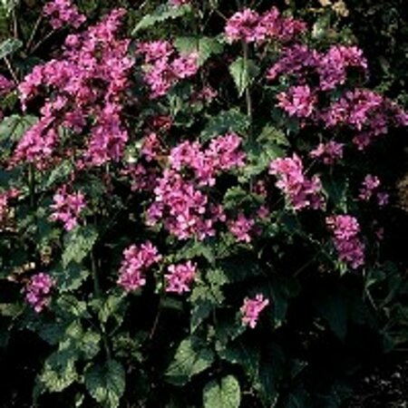 Lunaria annua P9 BIO - afbeelding 4