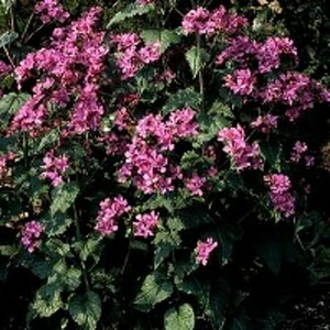 Lunaria annua P9 BIO - afbeelding 4